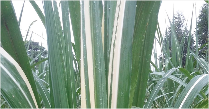 Escaldadura das Folhas na Cana