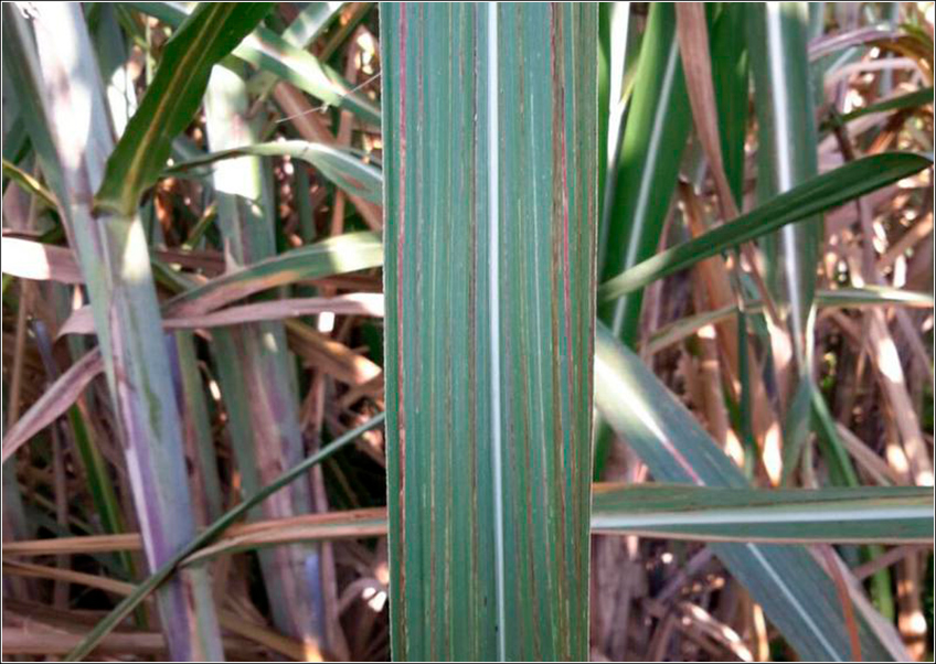 Estria Vermelha na Cana