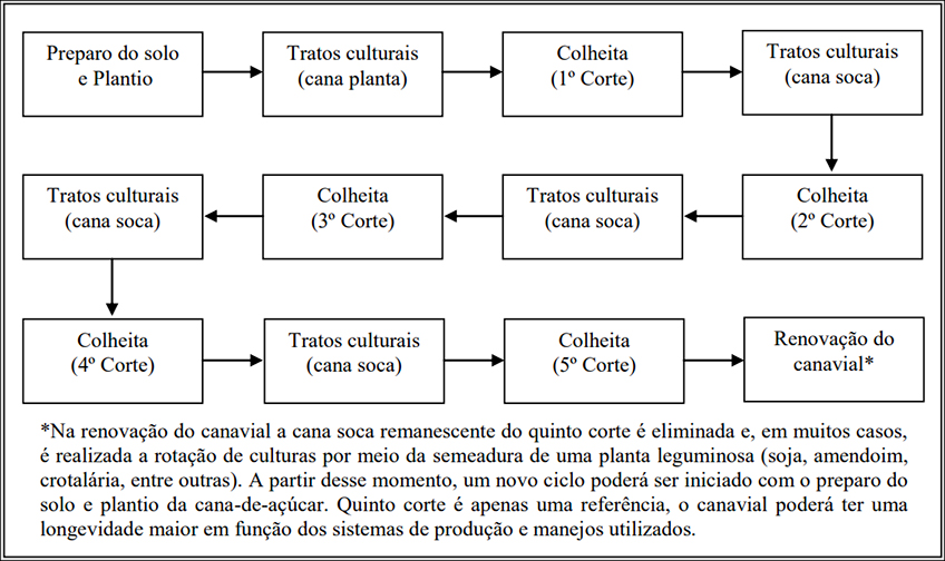 Etapas da Produção de Cana