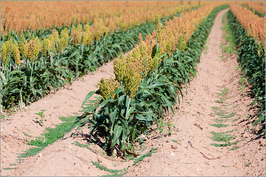 Plantação de Sorgo