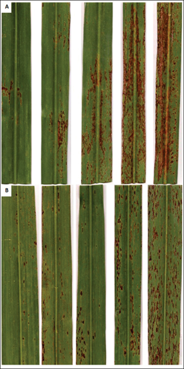 Ferrugem Marrom e Ferrugem Alaranjada