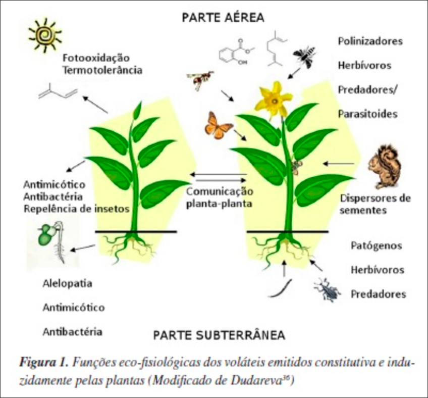 Funções Eco-fiosiológicas em Volta das Plantas Funções Eco-fiosiológicas em Volta das Plantas