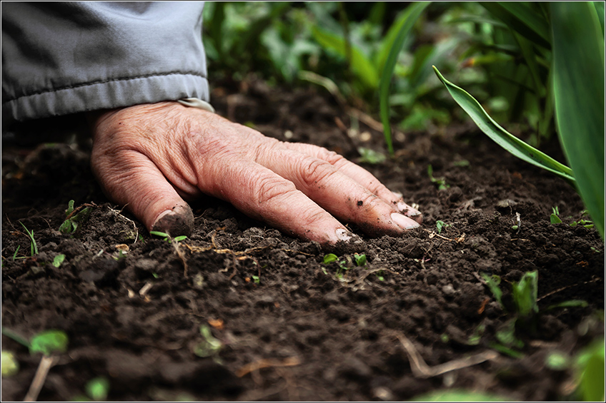 Gestão Agrícola e Qualidade do Solo Gestão Agrícola e Qualidade do Solo