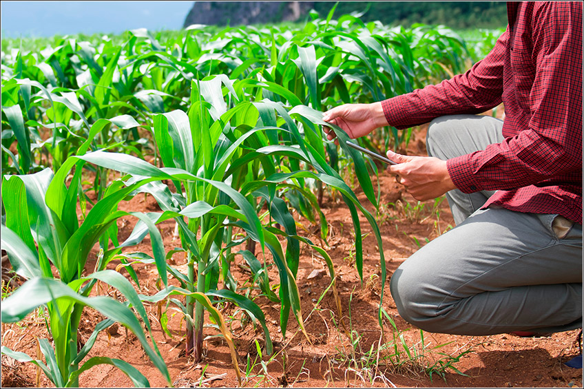 Gestão de Fazendas com Software Agrícola