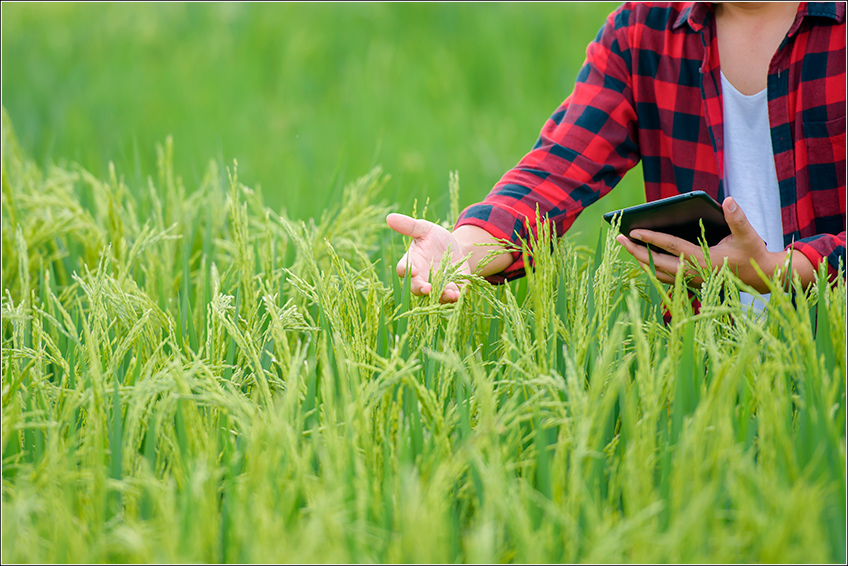 Gestão Agrícola da Plantação de Arroz