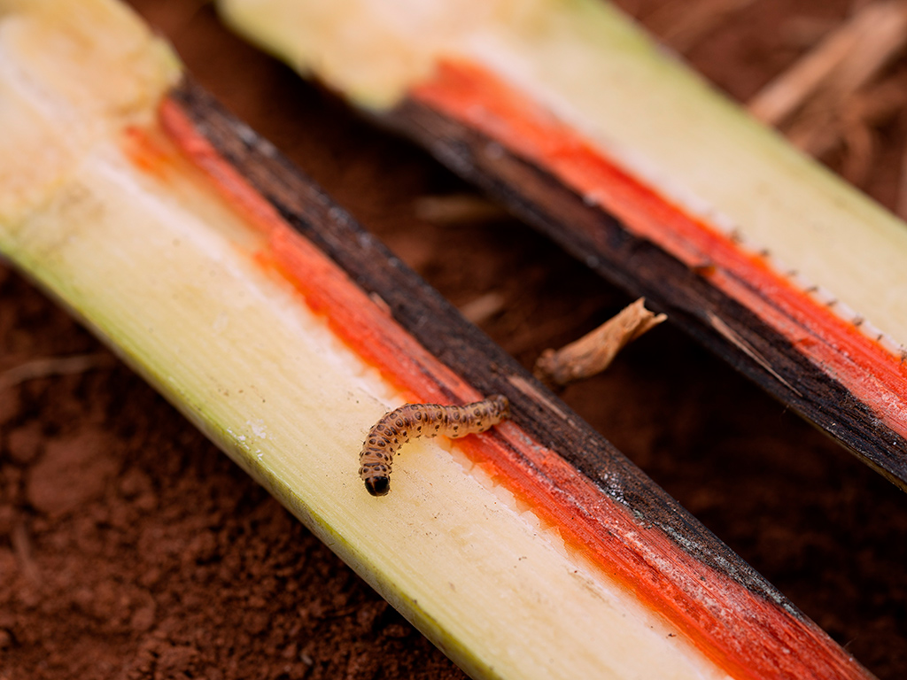 Inimigos da Cana-de-Açúcar