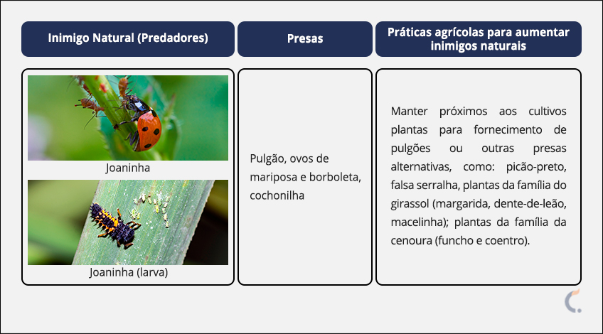 Inimigo Natural do Pulgão Inimigo Natural do Pulgão