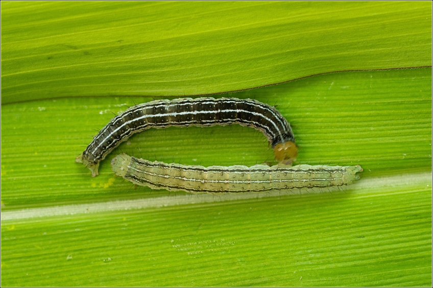 Lagarta-da-soja Anticarsia Gemmatalis