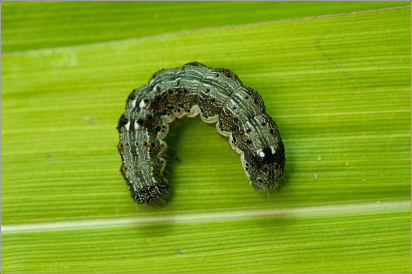 Lagarta-do-velho-mundo Helicoverpa Armigera