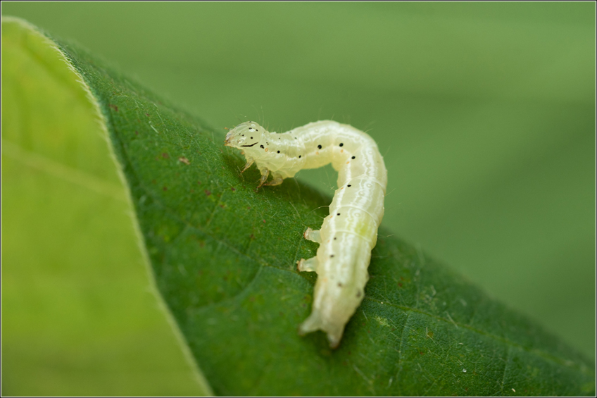 Lagarta falsa-medideira Chrysodeixis Includens
