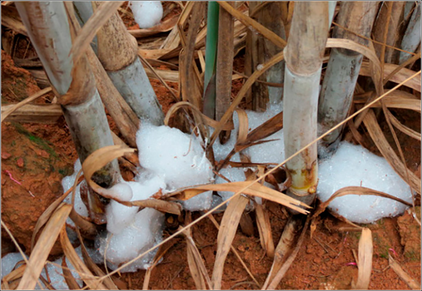 Mahanarva Fimbriolata