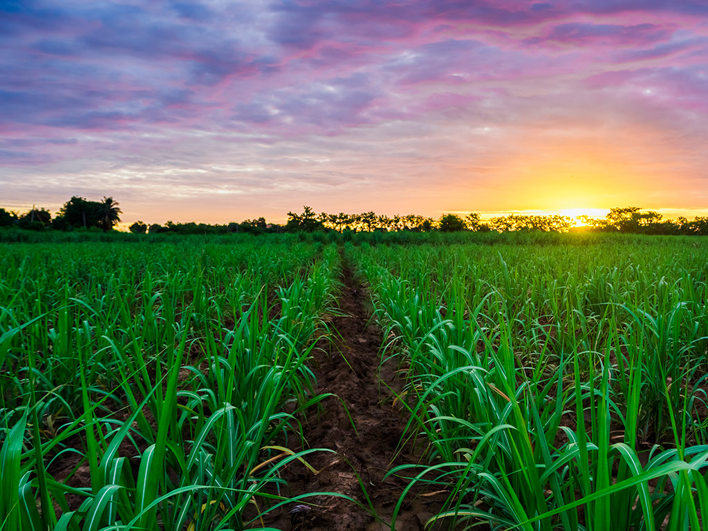 Manejo do Solo na Cana-de-Açúcar