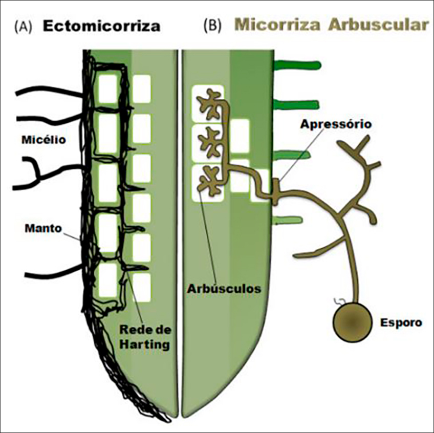 Micorrizas