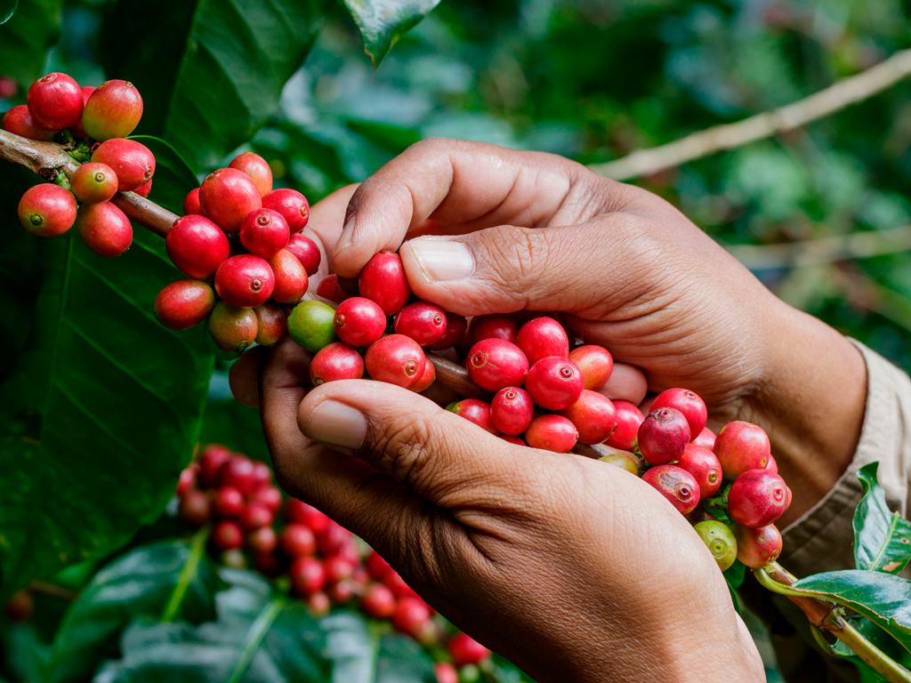 Manejo Integrado de Pragas no Café