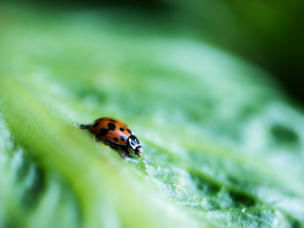 Controle Biológico de Pragas