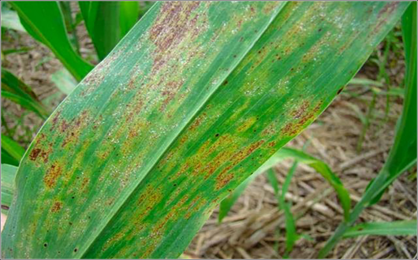 Mosaico na Cana-de-Açúcar