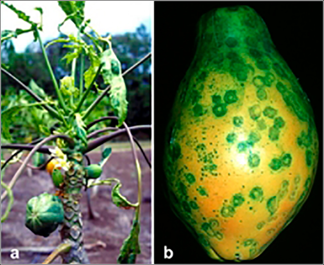Mosaico do Mamoeiro Mosaico do Mamoeiro