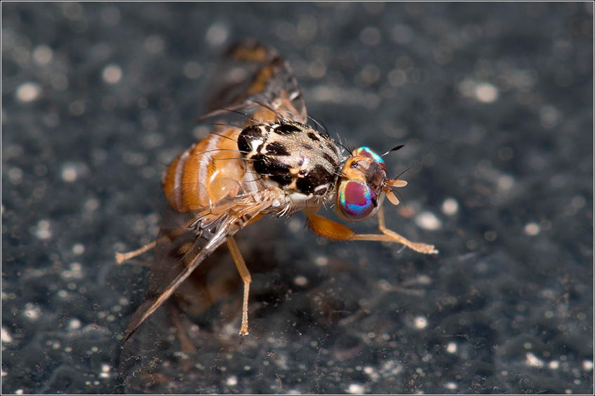 Mosca-das-Frutas Mosca-das-Frutas