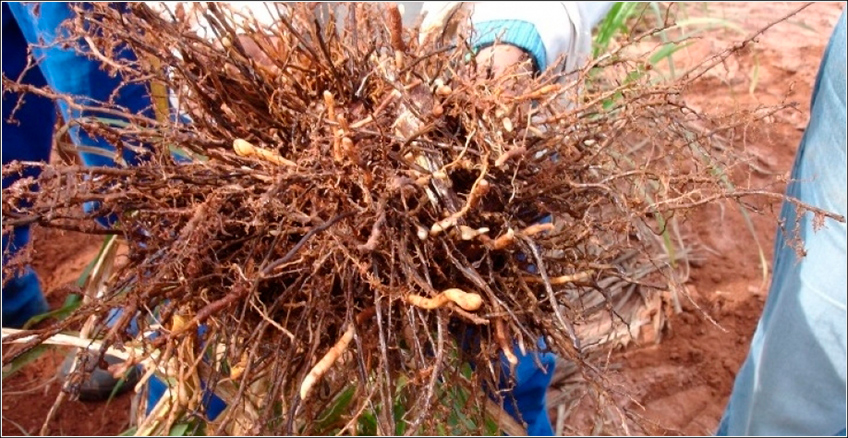 Nematóides na Cana-de-Açúcar Nematóides na Cana-de-Açúcar
