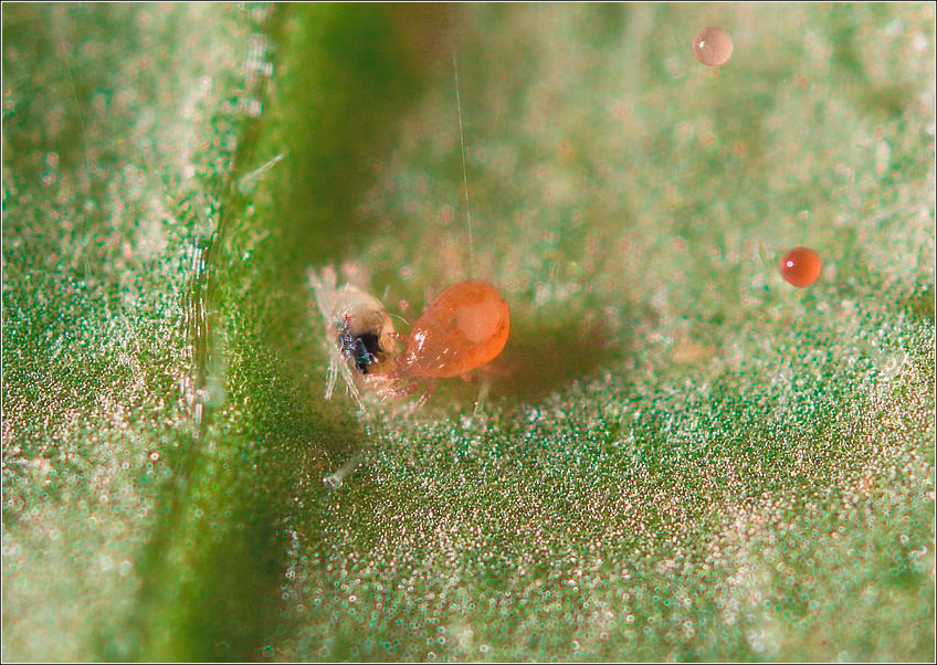 Neoseiulus Californicus