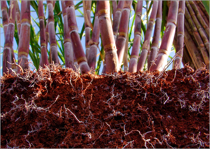 Nutrição do Solo para Cana-de-Açúcar Nutrição do Solo para Cana-de-Açúcar