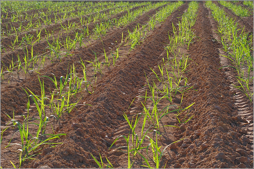Nutrição e Adubação da Cana-de-Açúcar