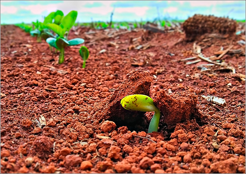 Nutrição da Soja Nutrição da Soja