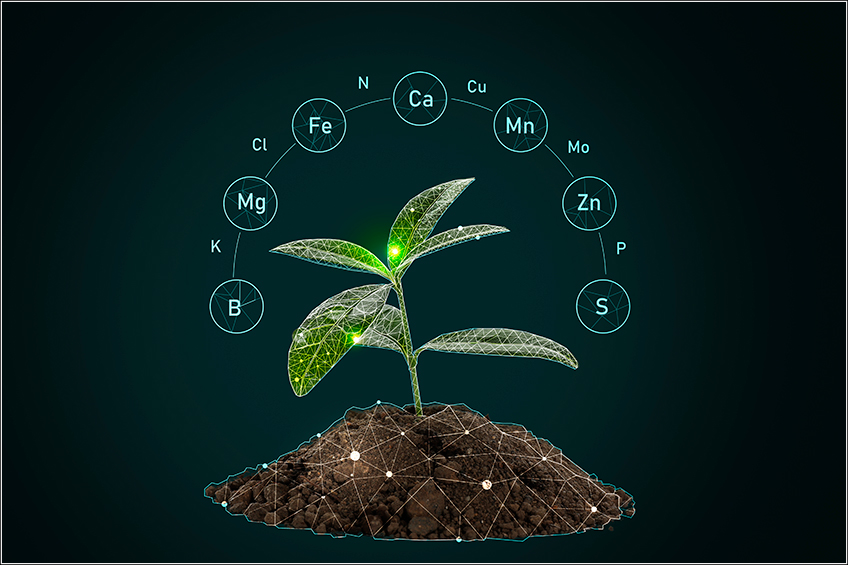 Nutrientes da Planta