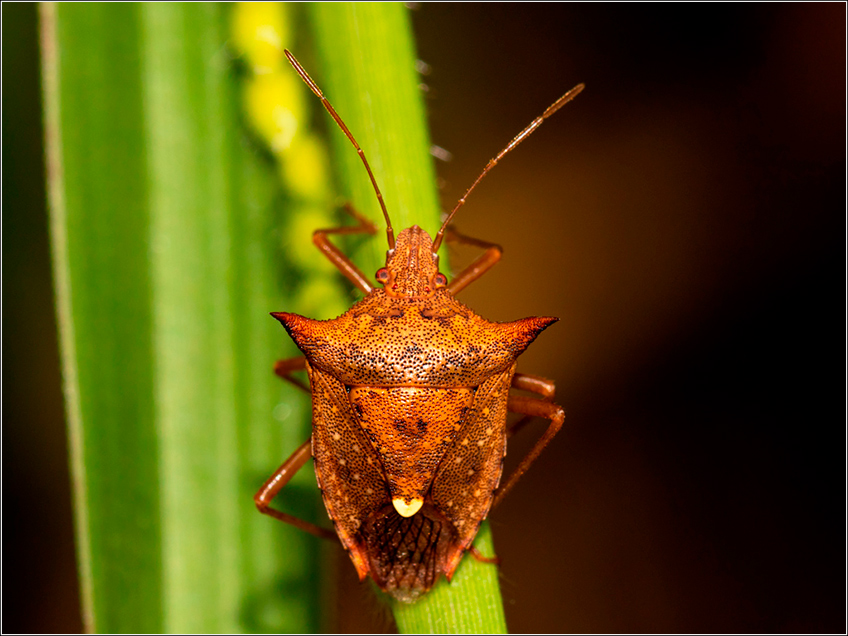 Percevejo Marrom Percevejo Marrom