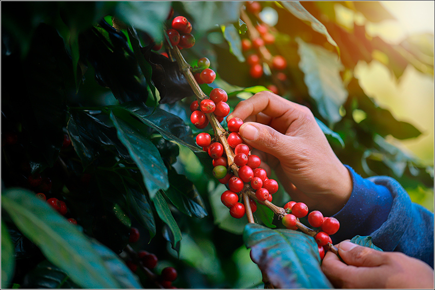 Planta de Café