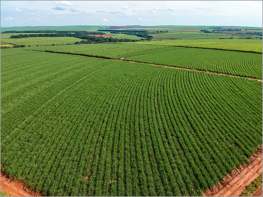 Plantação de Cana-de-Açúcar