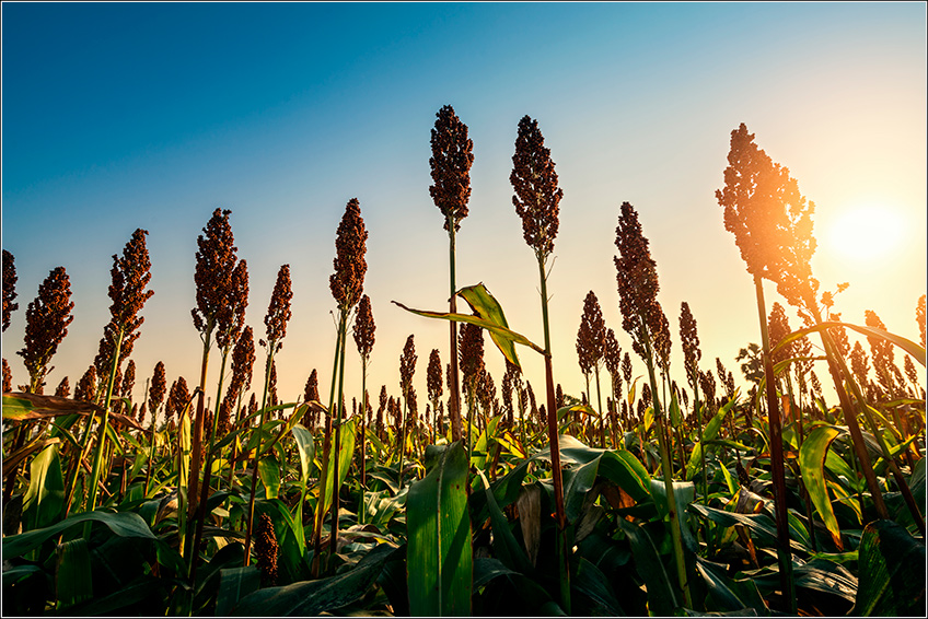 Plantação de Sorgo