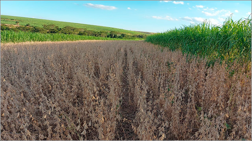 Fazenda Sgavioli Fazenda Sgavioli