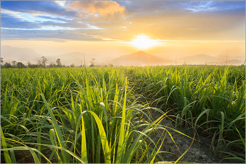 Custo Agrícola no Plantio da Cana-de-Açúcar