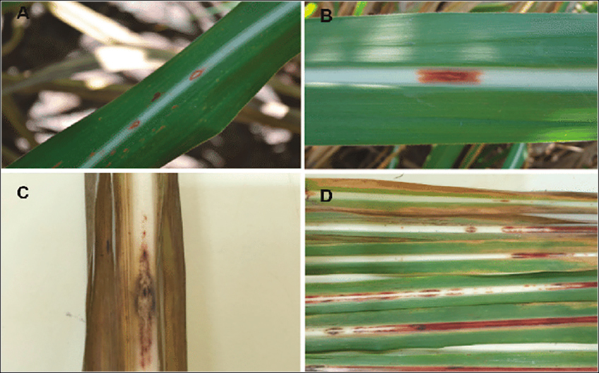 Podridão Vermelha na Cana