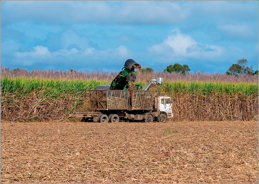Pragas e a Colheita da Cana-de-Açúcar