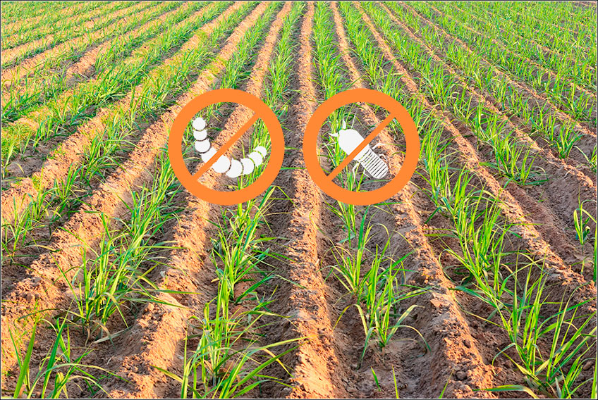 Pragas na Fase Inicial da Cana-de-Açúcar