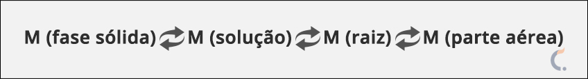 Absorção dos Nutrientes