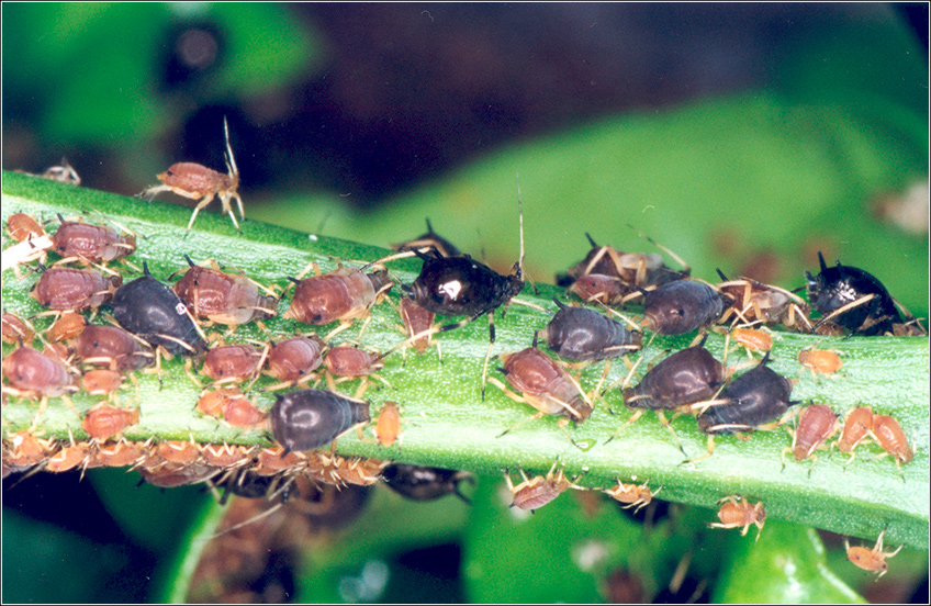 Pulgão Verde e Pulgão Preto Pulgão Verde e Pulgão Preto