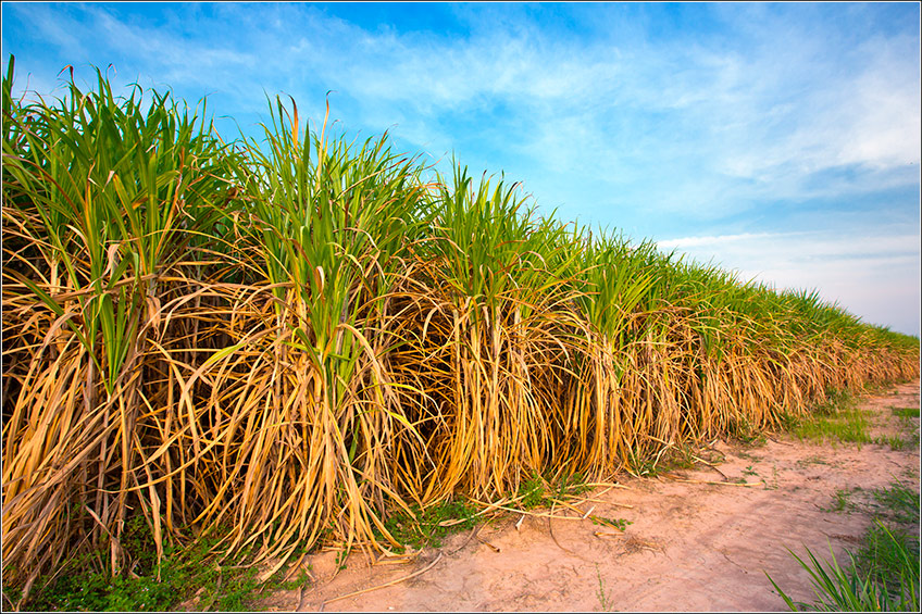 Cana-de-Açúcar