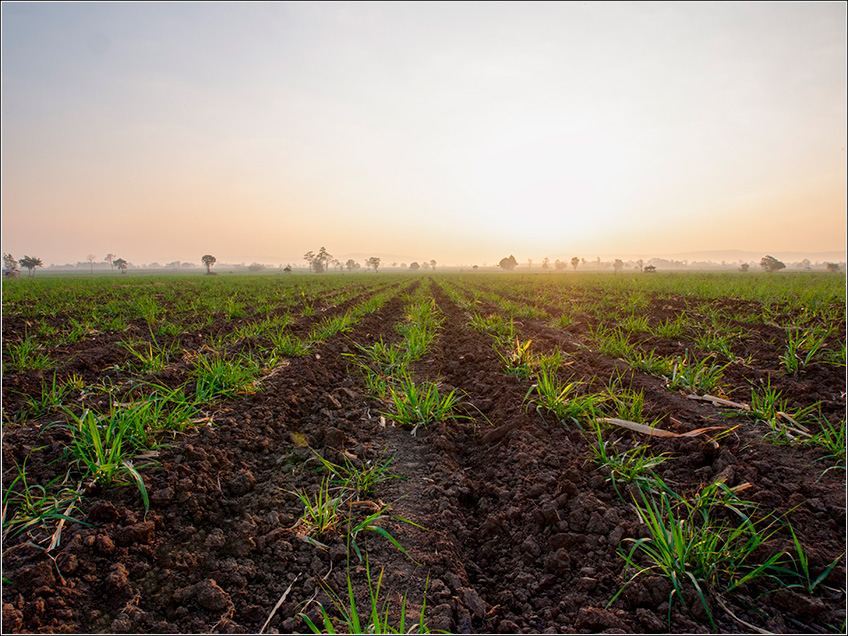 Solo no Cultivo da Cana-de-Açúcar Solo no Cultivo da Cana-de-Açúcar