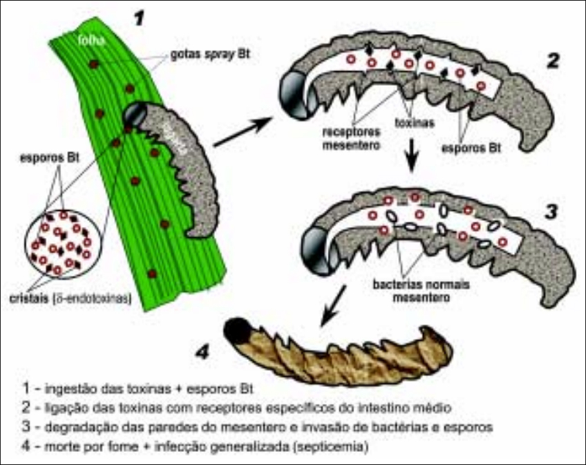 Ação das Toxinas BT na Lepidoptera Ação das Toxinas BT na Lepidoptera
