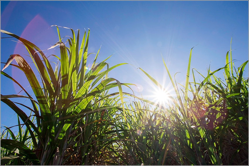 Tratos Culturais na Cana-de-Açúcar Tratos Culturais na Cana-de-Açúcar
