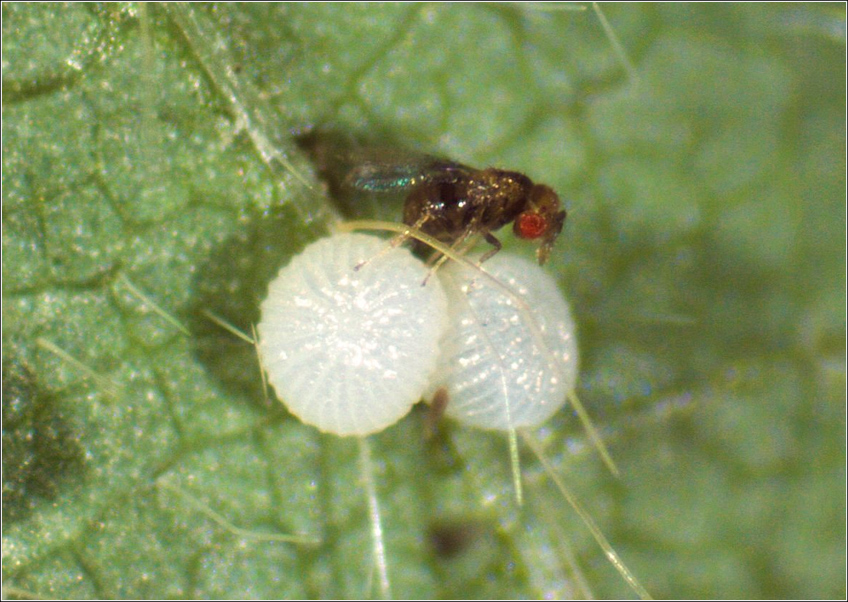Trichogramma Pretiosum