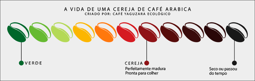 Vida da Cereja de Café Vida da Cereja de Café